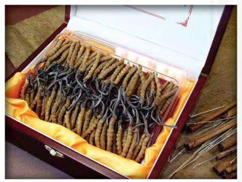 洪江冬虫夏草回收